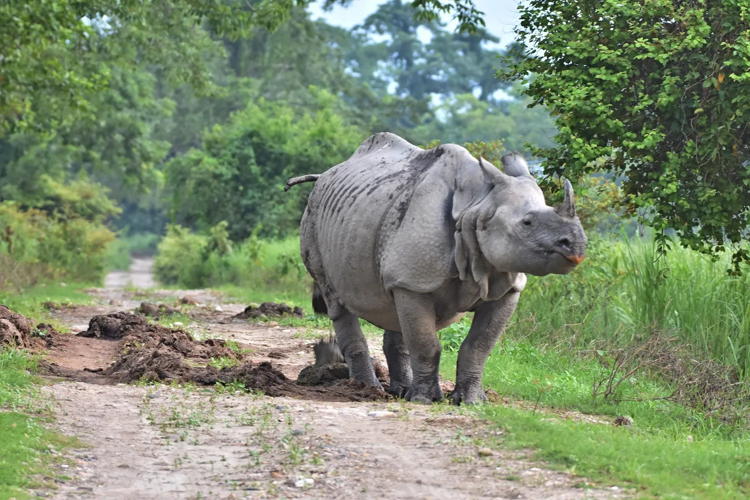 kaziranga
