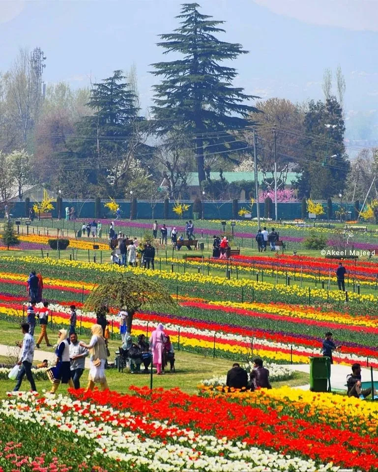 tulip gardenkashmir_result