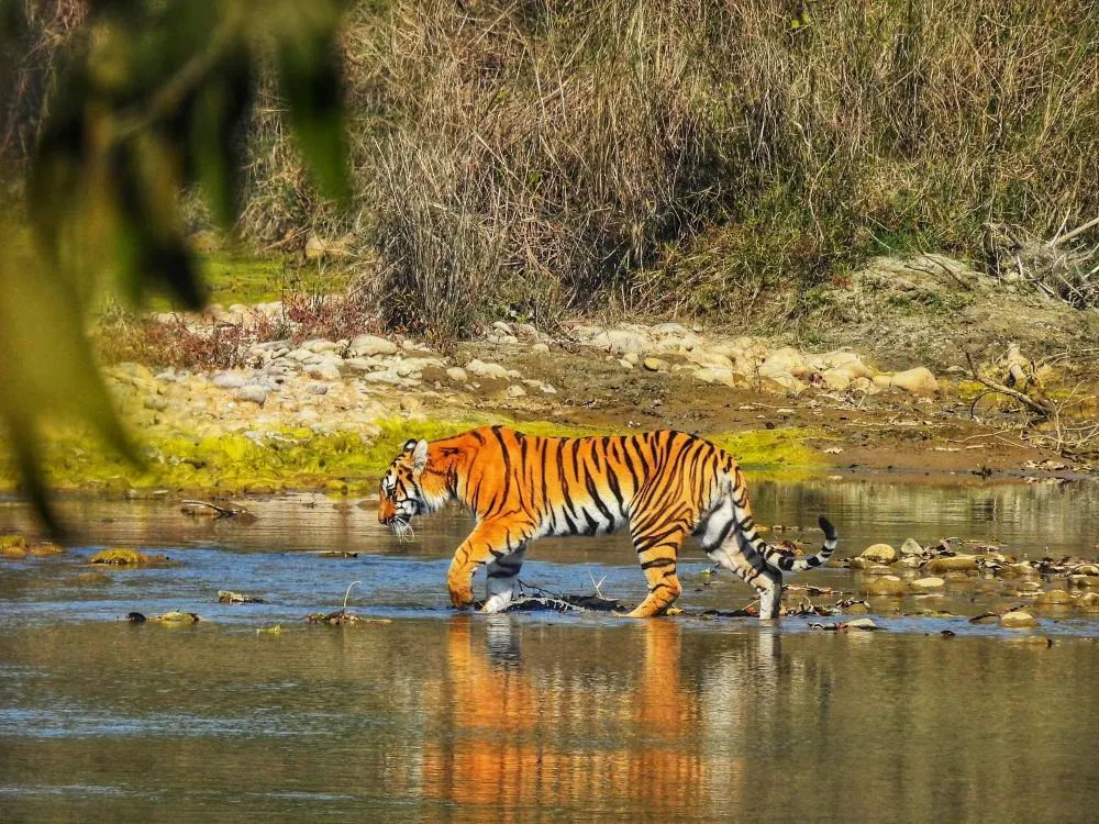 manas national park